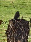 woodpecker in my backyard